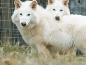'Exagero ou mentira': cientistas contestam a desextinção do lobo-terrível