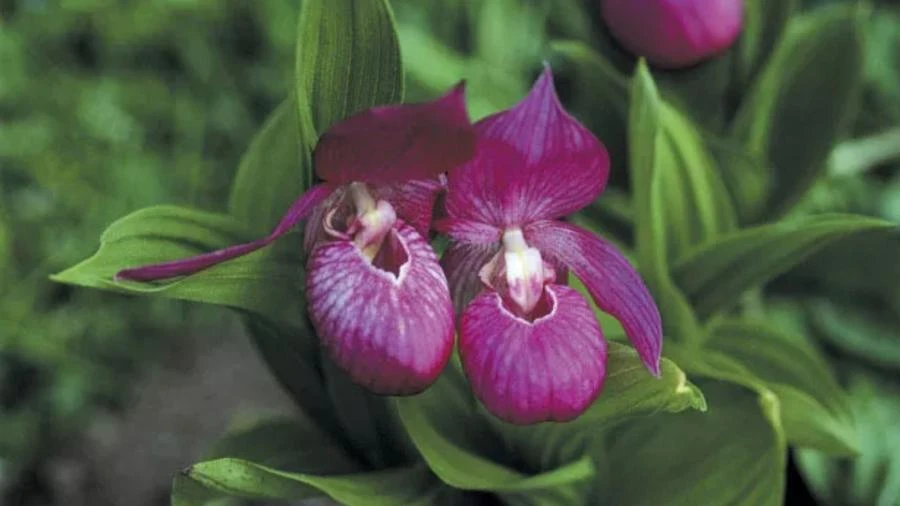 Orquídea rara, 'sapatinho de dama' reaparece na natureza após 100 anos