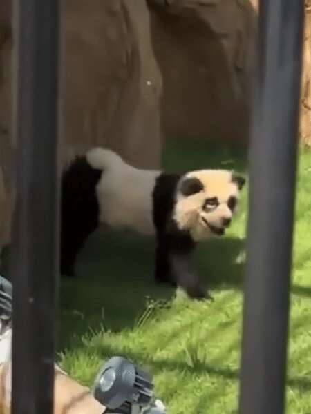 Zoológico na China admite que pintou cachorros para se parecerem com pandas