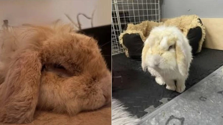 Coelho 'fumante passivo' é resgatado e mudança de cor surpreende após banho