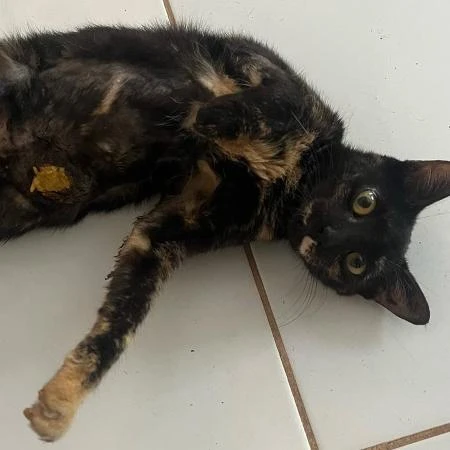 Gata volta para casa 3 meses após fugir em cidade a 170 km de distância