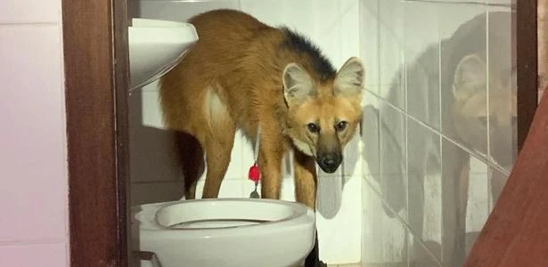 Lobo-guará é resgatado por bombeiros após entrar em banheiro de casa em MG