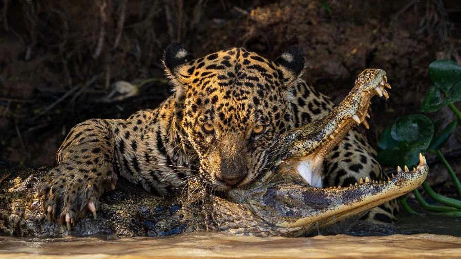 Leão não é o mais forte: veja 5 felinos com mordidas muito potentes