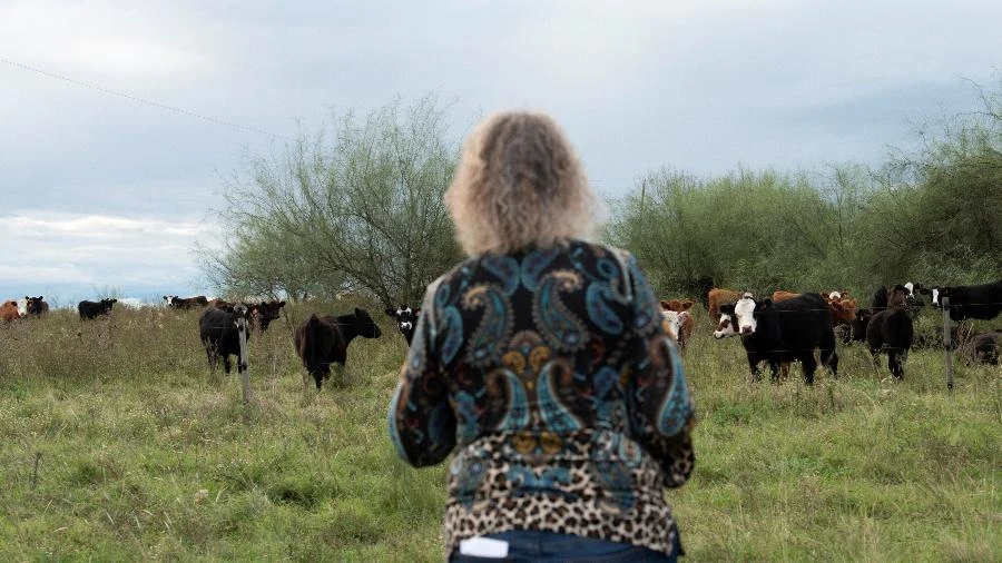 700 mil 'vacas fantasmas' e fortuna sumida: o escândalo do gado no Uruguai