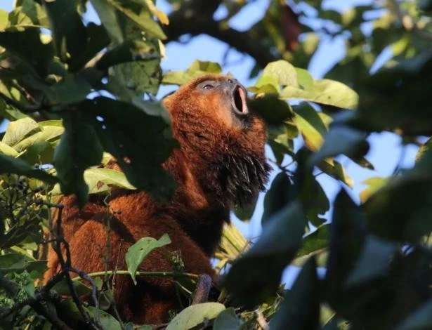 SP lança programa 'RefaunaSP' para proteger animais silvestres