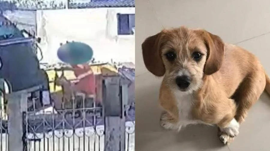 Cadela é atropelada e jogada em triturador de caminhão de lixo no PR; vídeo