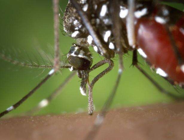 Sobe para três o número de mortes por febre amarela em São Paulo neste ano