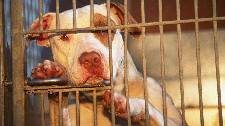 MG passa a permitir adoção de pit bulls e torna focinheiras obrigatórias