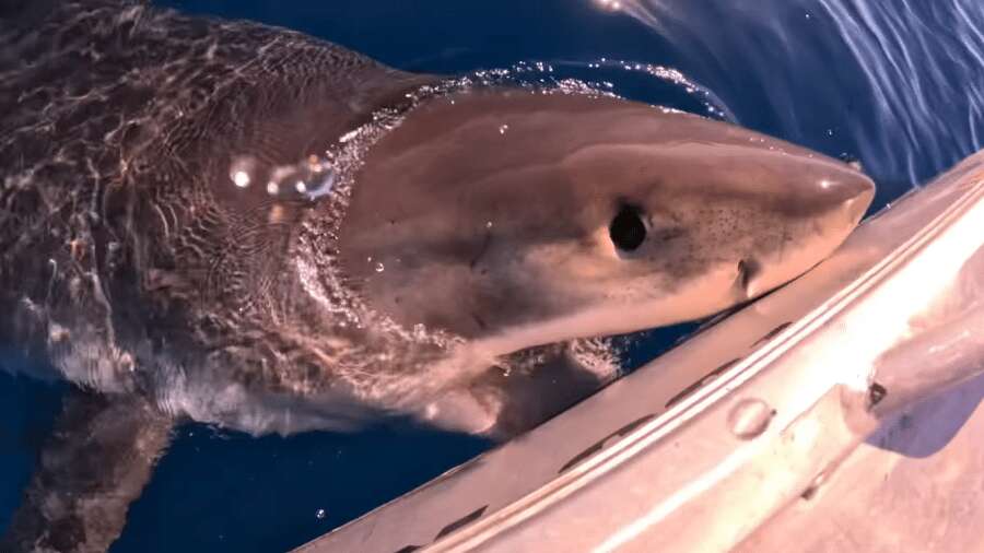 Tubarão-branco rodeia e morde barco de pescadores na Austrália; vídeo