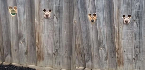 Dona faz buracos em cerca para que seus cães possam vê-la e ideia viraliza