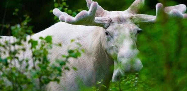 Caçadores matam alce branco 'espiritual'; caso revolta população no Canadá