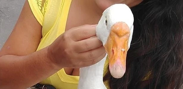 Ganso Gianecchini passeia de coleira e fica famoso com vídeo na internet
