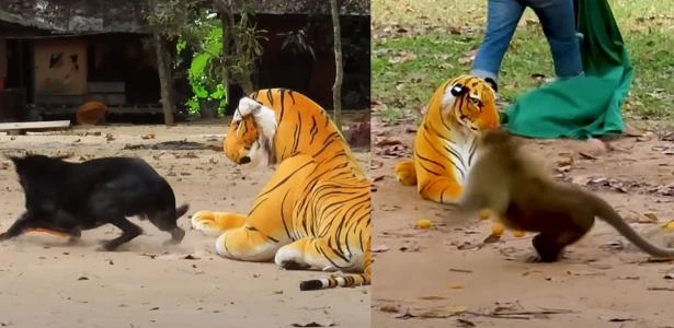 Vídeo mostra cães e macacos levando susto ao verem tigre de pelúcia; veja