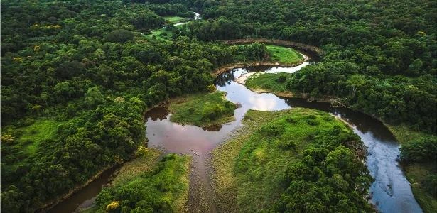 IBGE: Brasil tem mais de 3 mil espécies de animais e plantas ameaçadas