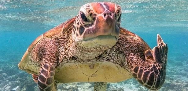 Tartaruga mostrando o 'dedo do meio' é vencedora de prêmio de fotos; veja