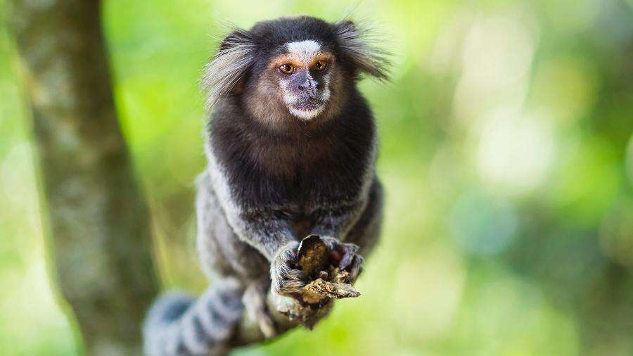 Mulher tem náusea e descobre que contraiu raiva após mordida de sagui no CE