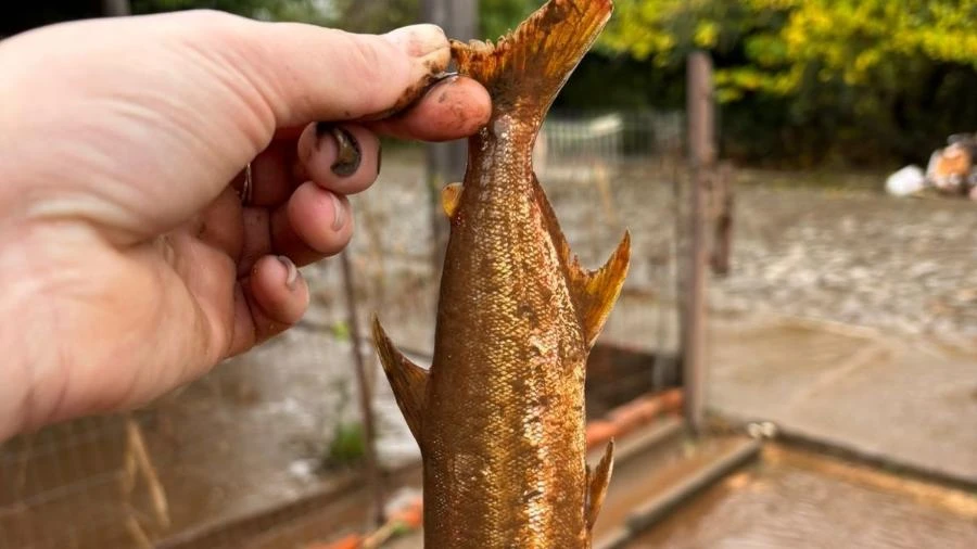 Após nova enchente no RS, moradora acha peixe no quintal: 'Não volto mais'