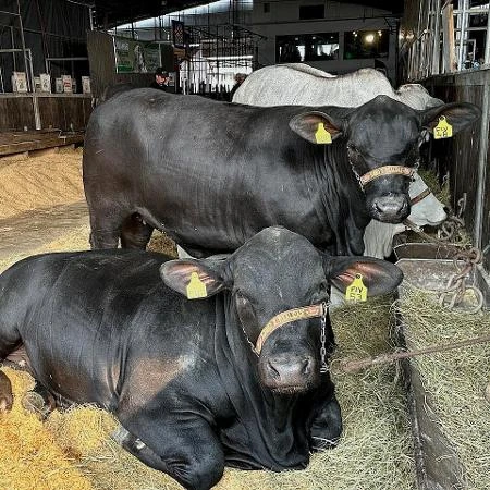 Por que a carne brasileira segue competitiva mesmo com tarifaço de Trump