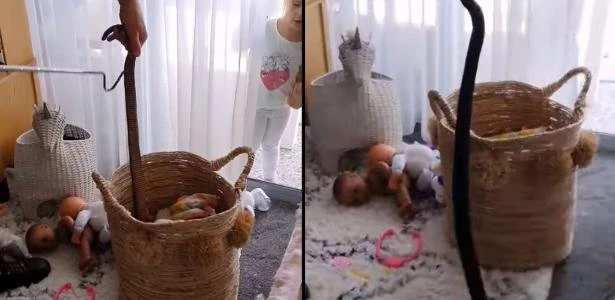 Cobra altamente venenosa se esconde em quarto de crianças; veja vídeo