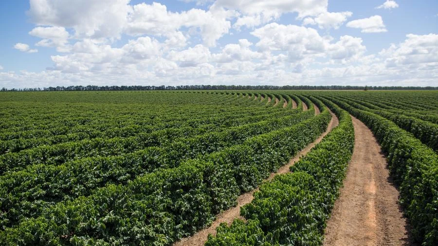 PIB bombou mesmo no 1º tri, e agro é de novo a salvação da lavoura José Paulo Kupfer