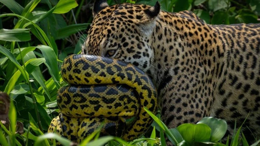 Enrolada no focinho: sucuri resiste a ataque de onça no Pantanal; veja foto