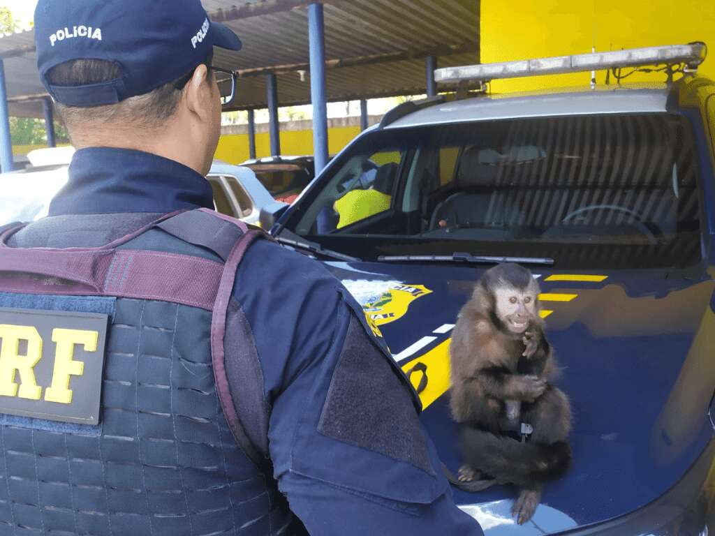 PRF resgata macaco-prego transportado de forma irregular em Ourinhos