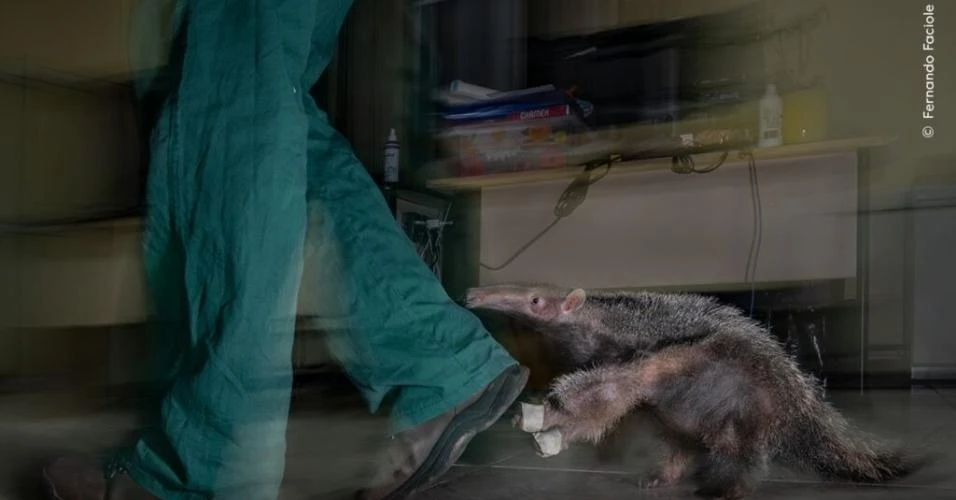Brasileiro é premiado pelo Museu de História Natural de Londres com foto de tamanduá ferido