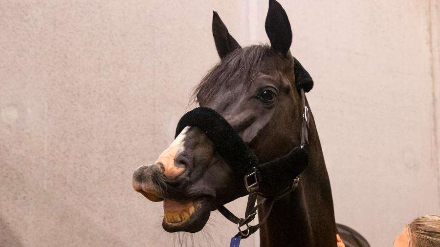 Passaporte e viagem na 'executiva': como os cavalos voam para a Olimpíada? Alexandre Saconi