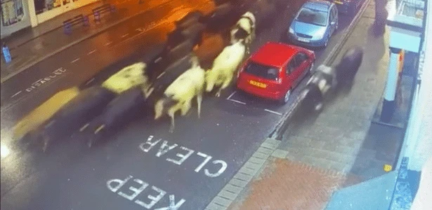 Cena bizarra! Rebanho de vacas invade rua em cidade na Inglaterra