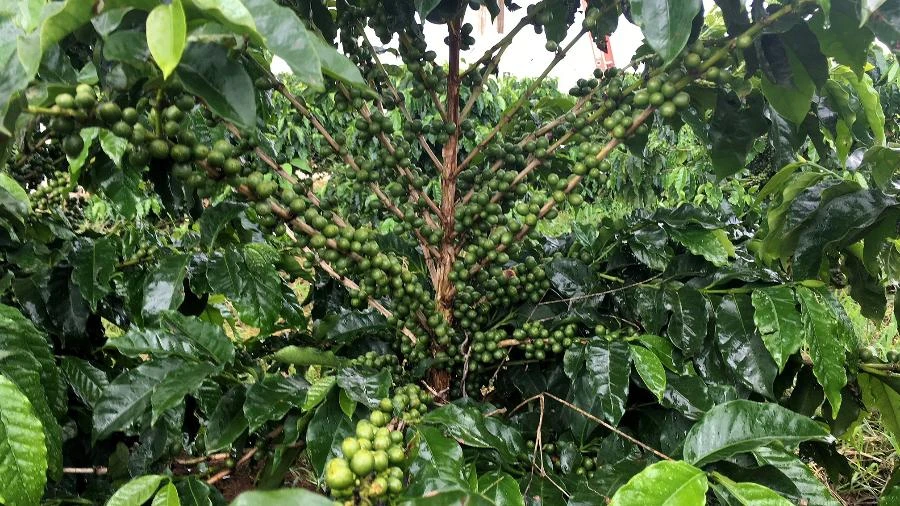 Pode faltar café aos americanos, alerta associação sobre tarifas ao Brasil Mariana Sanches