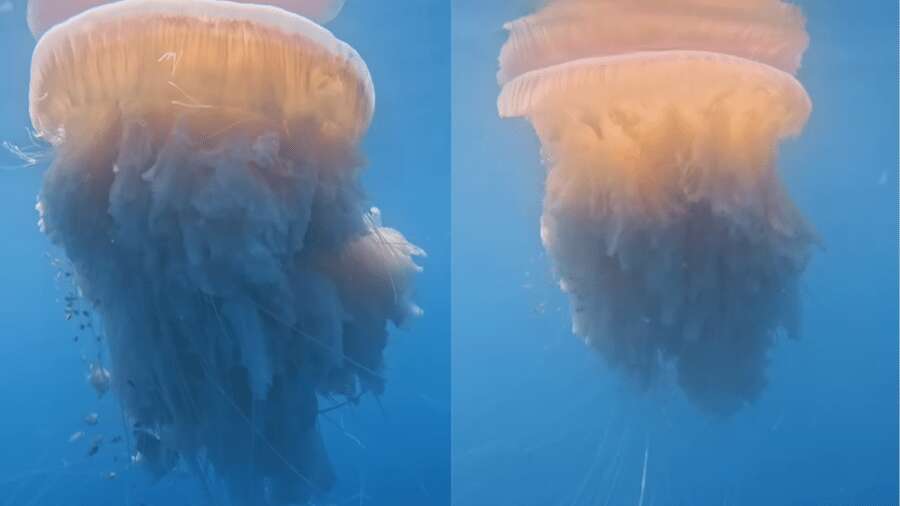 Raridade: fotógrafo flagra medusa 'comedora de águas-vivas' de 10 m em SP