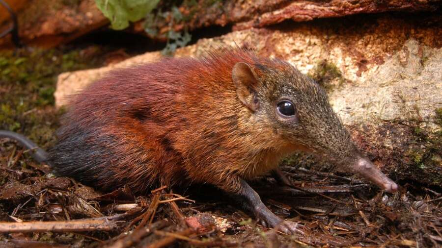 Instinto de sobrevivência: como animal consegue encolher o próprio cérebro