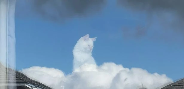 Ilusão de ótica 'transforma' gato em divindade nas redes sociais
