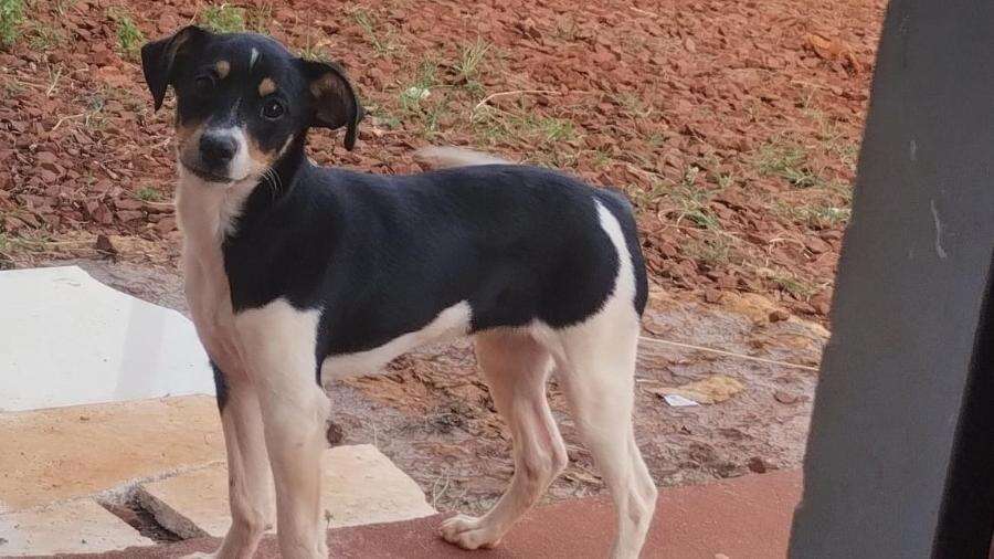 ?Acordaremos na Venezuela?, Cão de família venezuelana encontrado