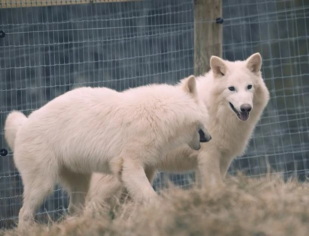 'Desextinção'? Entenda caso da empresa que diz ter dado vida à espécie de lobo que viveu na era do gelo