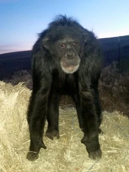 Chimpanzé ataca mulher e é morto a tiros nos Estados Unidos