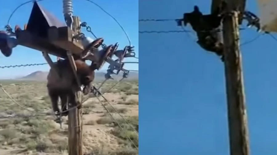 Urso é resgatado após ficar preso em cima de poste de energia nos EUA