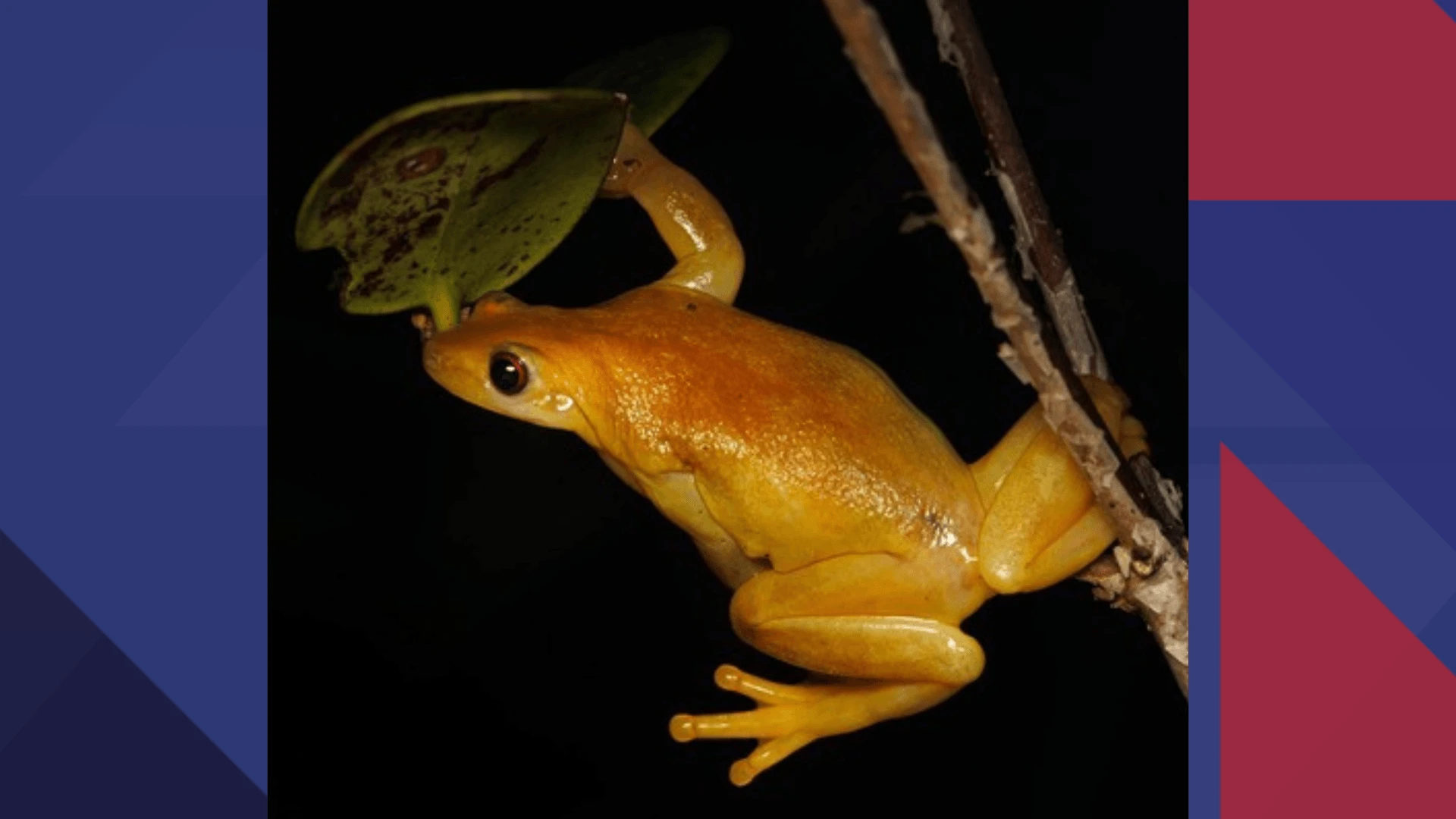 Primeiro anfíbio com potencial de polinização no mundo é visto em área protegida de Maricá