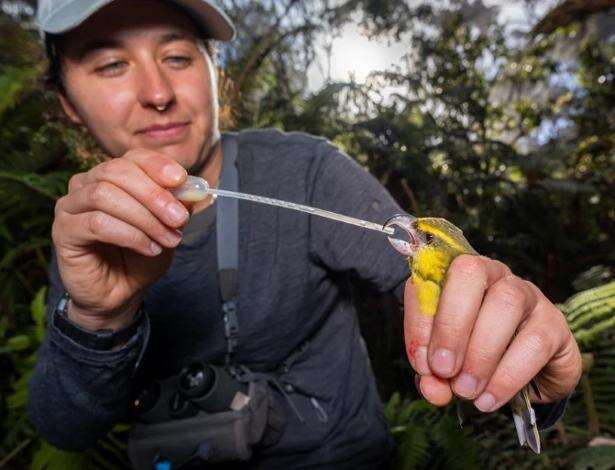 ‘Dupla jornada’: Concurso internacional premia fotos da biodiversidade feitas por cientistas em ação