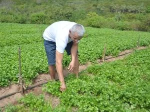 Plano Safra: inflação de alimentos obriga governo a manter juros do Pronaf Mariana Grilli