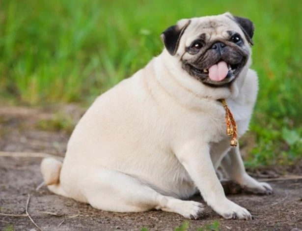 Obesidade cresce entre animais de estimação, aponta estudo internacional