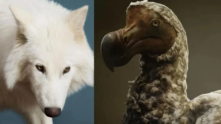 Lobo-terrível não é o único: empresa quer recriar outros animais extintos