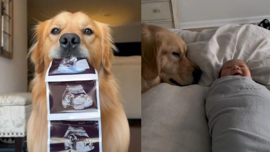 'Parecia uma eternidade': cão sofre com ausência de irmão humano e viraliza