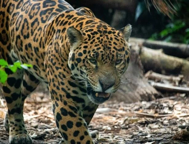 Laudo aponta que caseiro foi morto por mordida de onça na cabeça
