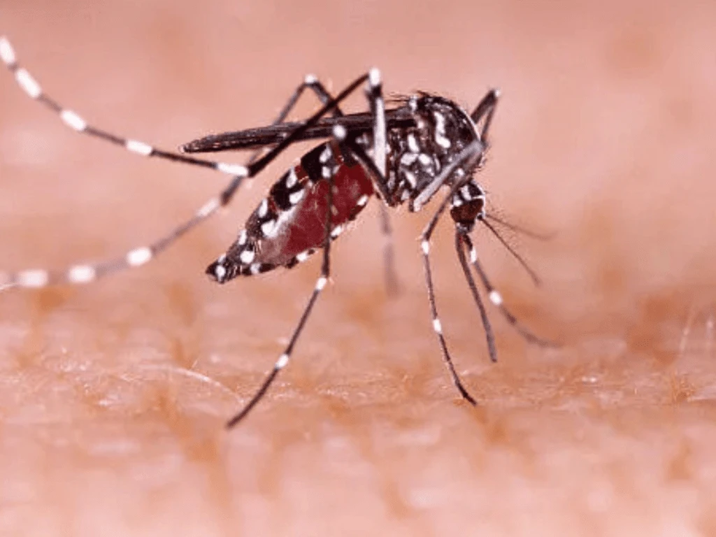 Porto Alegre declara situação de emergência devido à epidemia de dengue