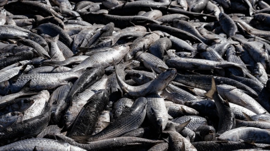 Pesca da tainha vira cabo de guerra em SC: 'Comemos as últimas'