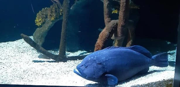 Peixe 'solitário' que comeu todos os colegas de aquário celebra 16 anos