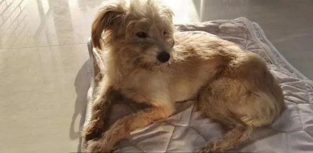 Cachorro percorre 60 km para voltar para casa após ser esquecido por donos