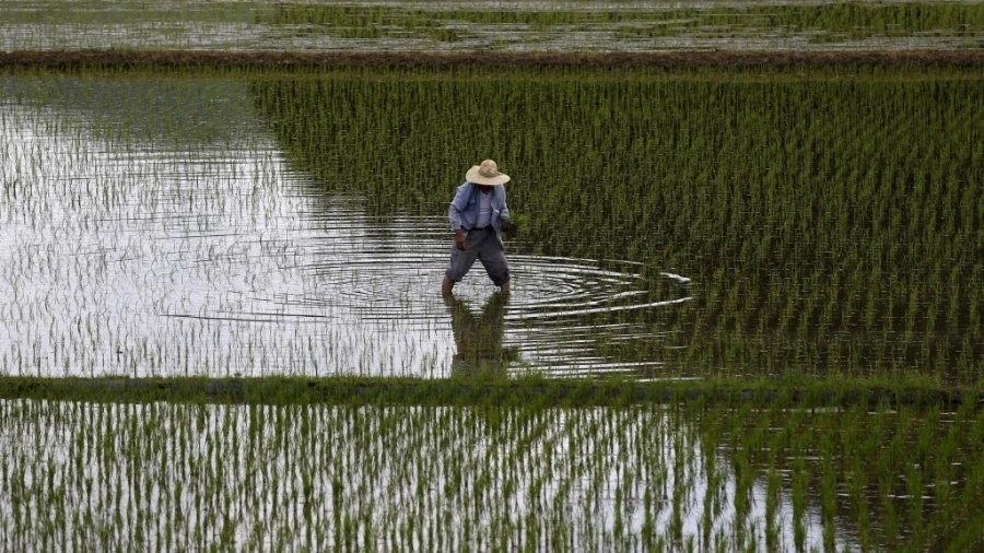 Por que Japão enfrenta escassez e alta no preço do arroz no país?
