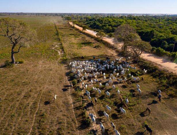 Pecuária em área protegida no Pantanal vai gerar pouco emprego e imposto, mostra estudo